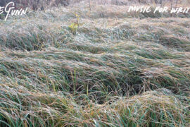 Steve Gunn - Music for Writers